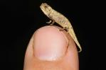 Nueva especie de camaleón sería reptil más pequeño del mundo