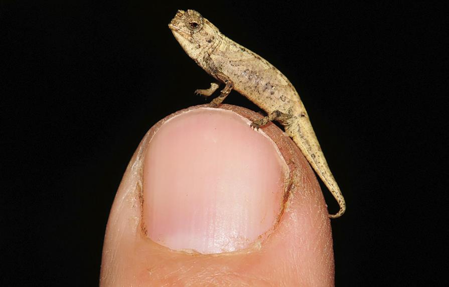 Nueva especie de camaleón sería reptil más pequeño del mundo
