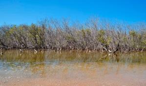 Sigue libre responsable de depredar mangles en El Morro de Montecristi