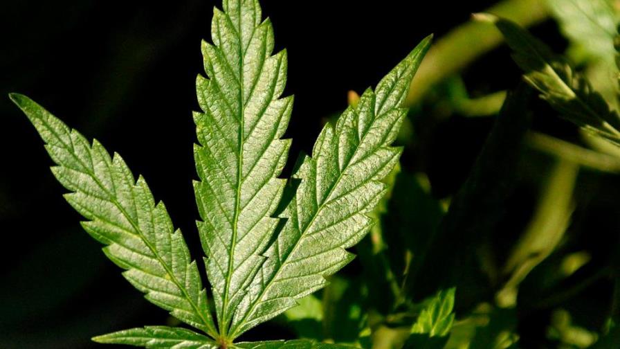 La COVID puede causar que más gente recurra a cultivar droga en Latinoamérica