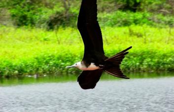 Las aves marinas empiezan a reproducirse menos por la crisis climática