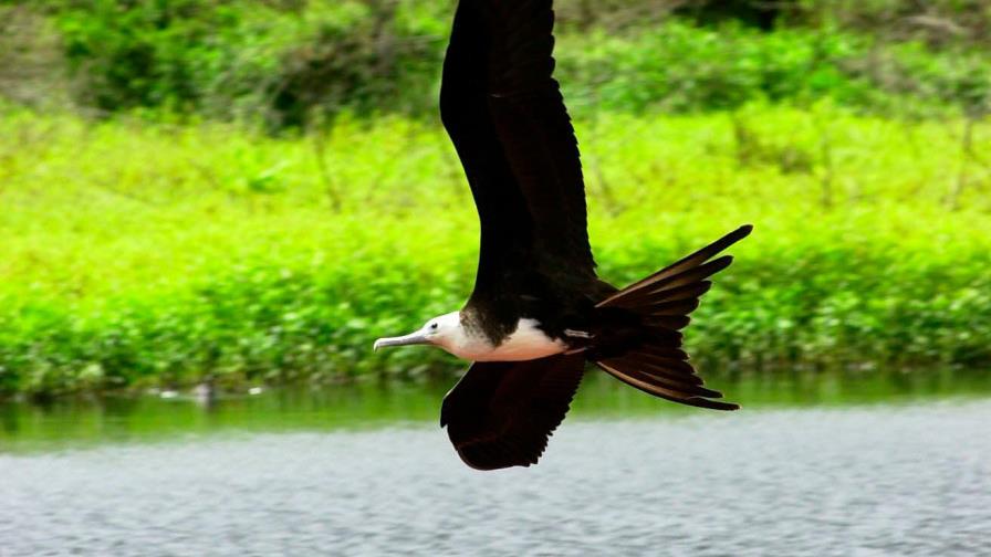 Las aves marinas empiezan a reproducirse menos por la crisis climática