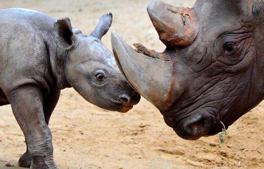 Nace un rinoceronte en un zoológico de Florida que busca recuperar la especie