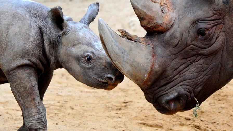 Nace un rinoceronte en un zoológico de Florida que busca recuperar la especie