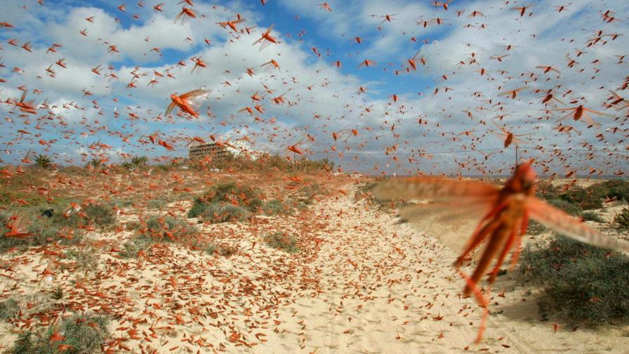 ¿Qué sabes de la peor plaga de langostas en 25 años que vive África oriental?
