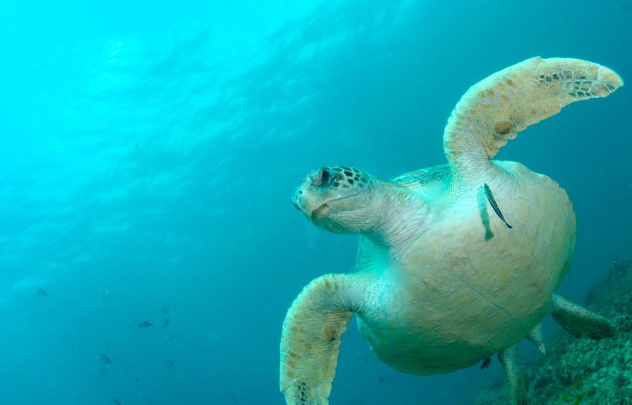 Decomisan caparazones de tortugas marinas en aeropuerto de Miami