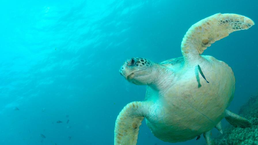 Decomisan caparazones de tortugas marinas en aeropuerto de Miami