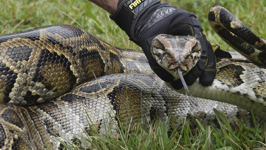 Florida: anuncian cacería de pitones birmanos