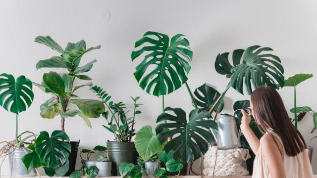 Cinco plantas ideales para tener en casa y cómo cuidarlas - Diario Libre