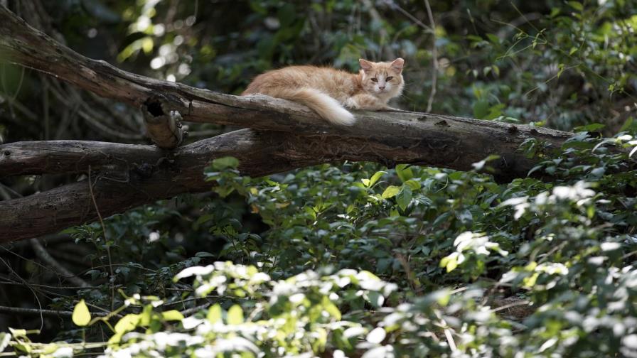 En Isla de Gatos en Brasil, pandemia ha llevado a hambruna