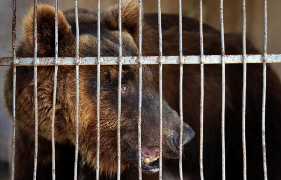 Líbano envía osos a Estados Unidos para ser soltados en naturaleza