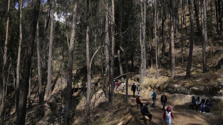 Un bosque para sanar de COVID y de estrés en medio de La Paz Un bosque para sanar de COVID y de estrés en medio de La Paz