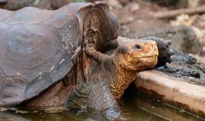 Video | Diego, la tortuga que tuvo 800 crías y ayudó a salvar su especie en Galápagos