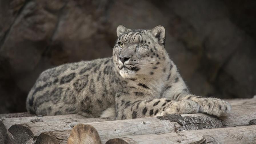 Leopardo no vacunado en Zoológico de San Diego contrae COVID