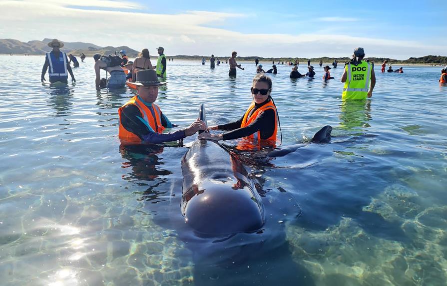 Voluntarios de Nueva Zelanda reflotan a 28 ballenas varadas