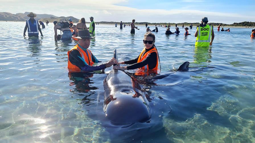 Voluntarios de Nueva Zelanda reflotan a 28 ballenas varadas