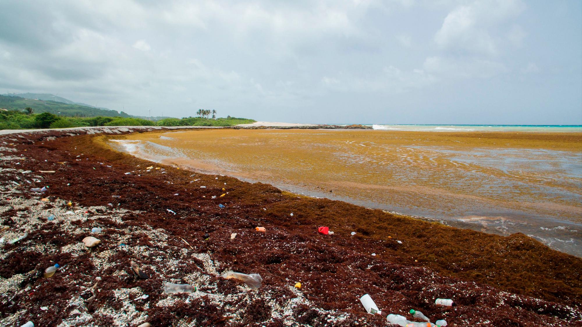 Sargazo en la playa de Enriquillo, Barahona, en 2018.