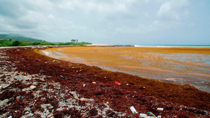 El sargazo ayudaría a combatir las emisiones de CO2, según estudio