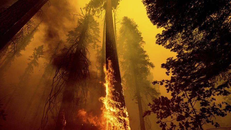 Incendios forestales en California mataron miles de secuoyas