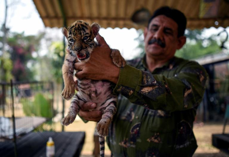 Bautizan un tigre con el nombre Covid para dar esperanza ante la pandemia en México