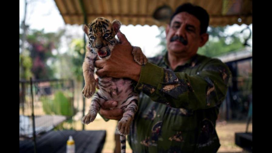 Bautizan un tigre con el nombre Covid para dar esperanza ante la pandemia en México
