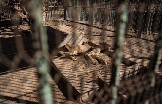 Preocupación global por fotos de leones hambrientos en Sudán Preocupación global por fotos de leones hambrientos en Sudán
