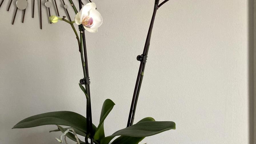 La orquídea, otrora inaccesible, hoy al alcance de todos
