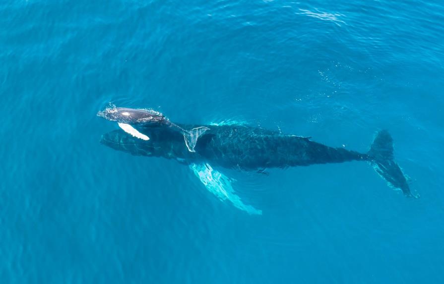 Firman acuerdo para garantizar regulaciones de la temporada de observación de ballenas 2021