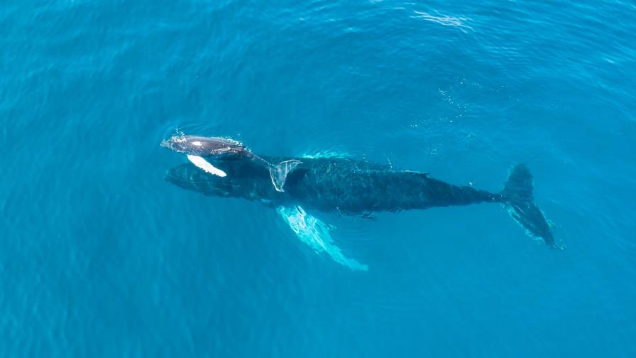 Firman acuerdo para garantizar regulaciones de la temporada de observación de ballenas 2021