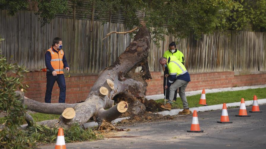 Australia: 3 muertos por caída de árboles durante tormenta Australia: 3 muertos por caída de árboles durante tormenta