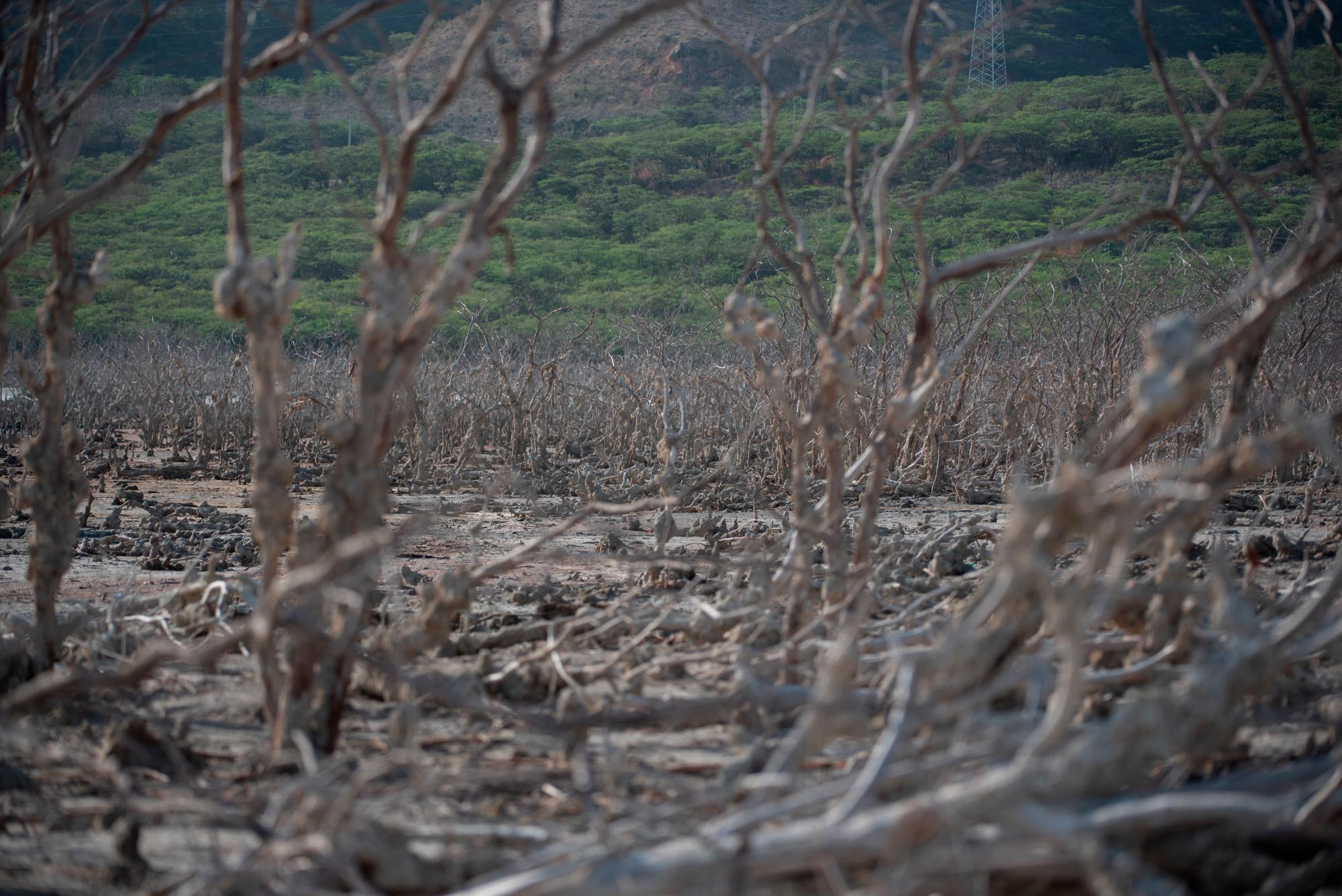 Árboles muertos luego de la crecida del Lago Enriquillo