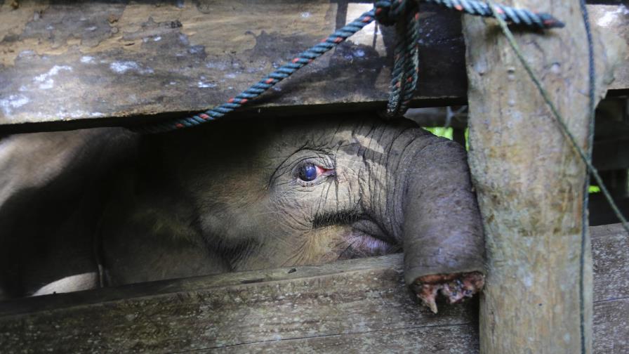 Muere elefanta en Indonesia tras perder trompa en una trampa