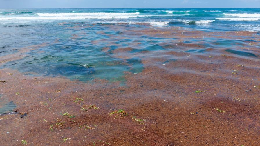 Perspectiva de las floraciones de sargazo en 2021 en el mar Caribe y el golfo de México 
