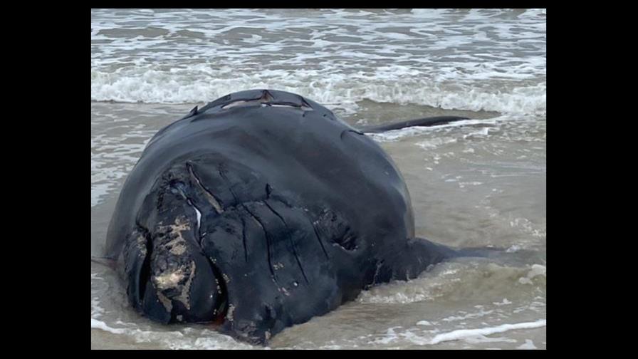 Florida: Hallan muerta a cría de ballena en vía de extinción