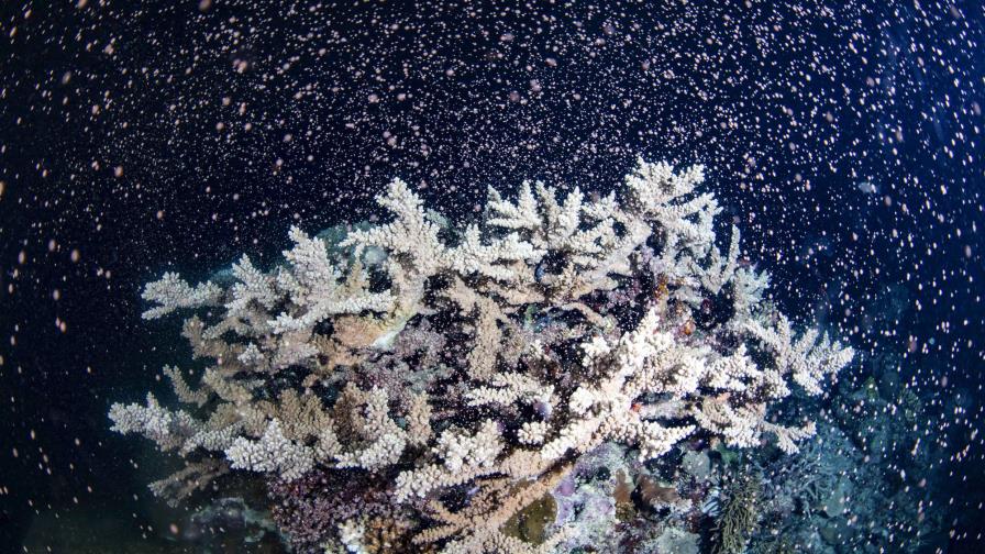 Desove de coral provoca erupción de color en la Gran Barrera