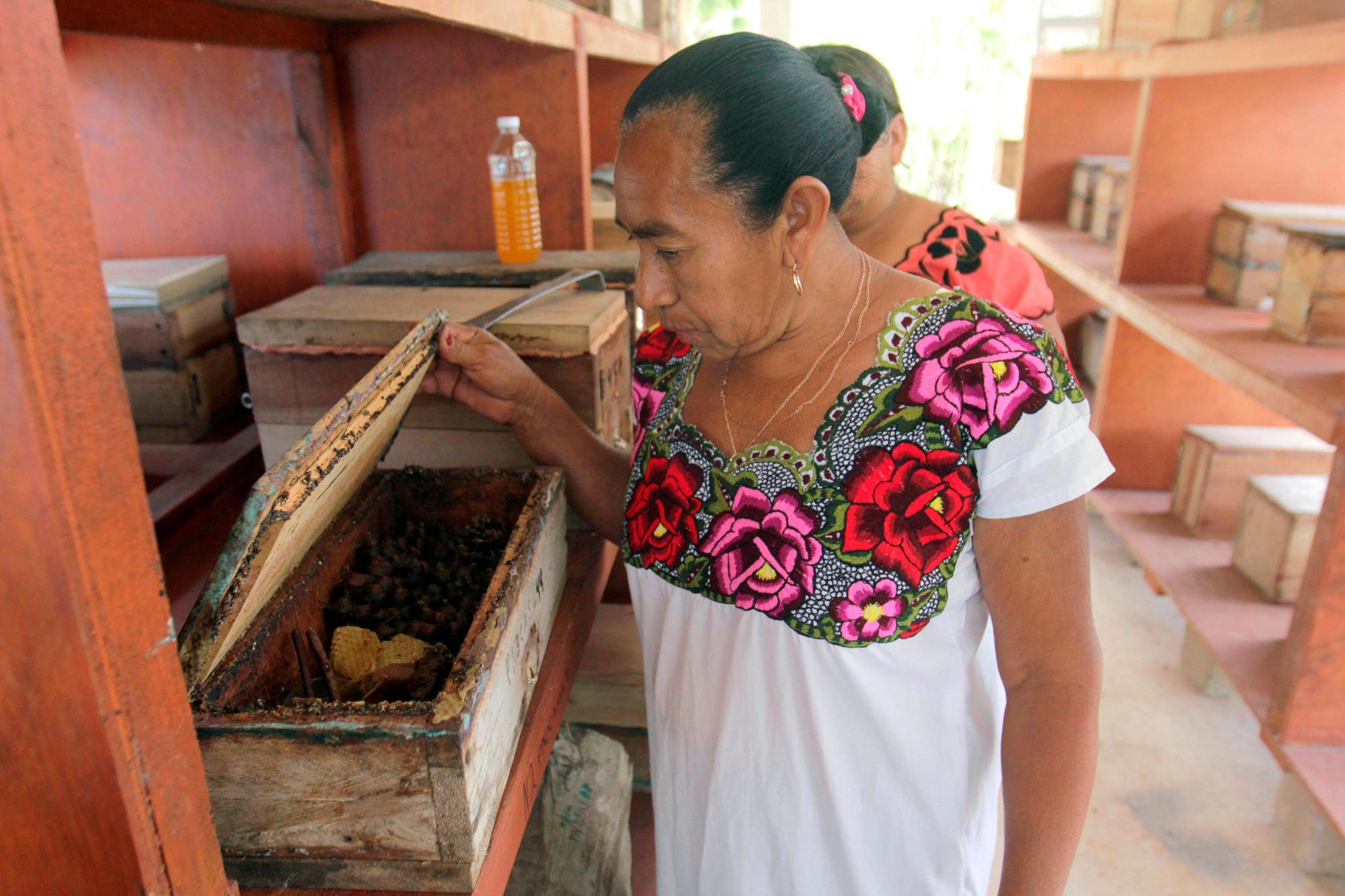 Leydi Pech, una de las apicultoras más antiguas de la región de Hopelchén, en el estado mexicano de Campeche, muestra una caja con de abejas muertas.