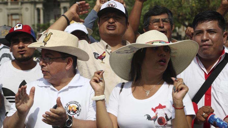 Perú: Marchan defensores de peleas gallos, corridas de toros Perú: Marchan defensores de peleas gallos, corridas de toros