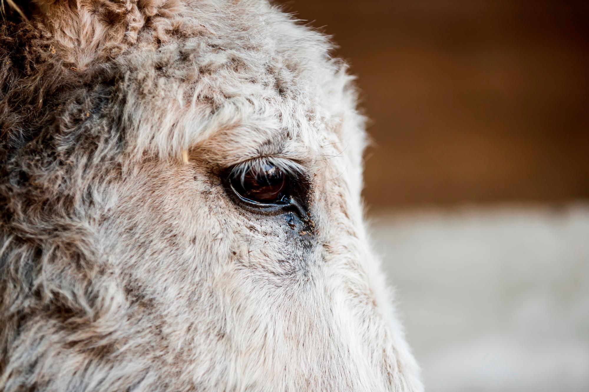 Fotografía fechada el 10 de febrero del 2020 de un burro en el Parque Burrolandia, en la comunidad de Otumba, en el Estado de México (México). 