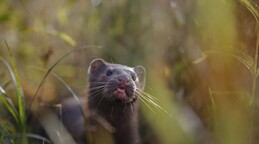Alertan en EE. UU. de posible riesgo de transmisi&oacute;n de gripe aviar de visones a humanos