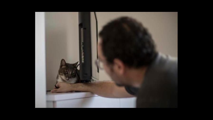 Mascotas a domicilio: la adopción se reinventa en Brasil por la pandemia Mascotas a domicilio: la adopción se reinventa en Brasil por la pandemia
