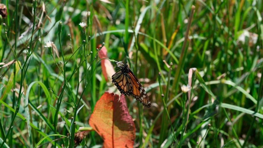 Los insectos y la maleza, aliados para una fruticultura sostenible en Uruguay