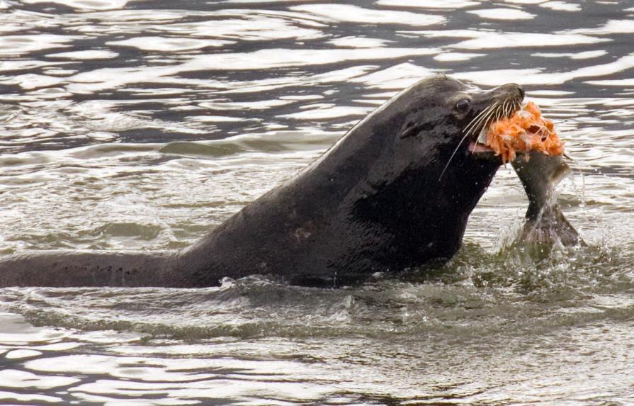 EEUU permite matar leones marinos que se alimentan de salmón