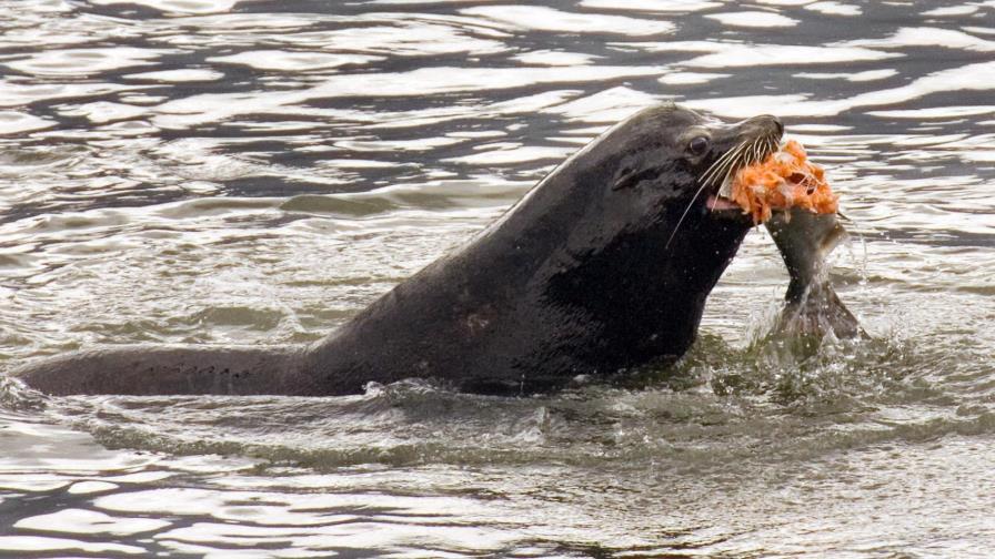 EEUU permite matar leones marinos que se alimentan de salmón EEUU permite matar leones marinos que se alimentan de salmón