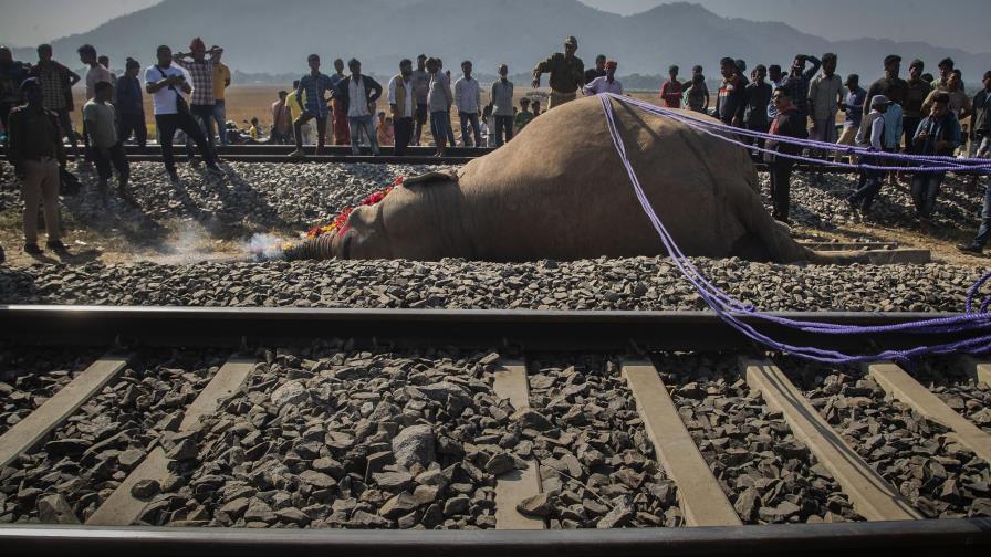 Tren atropella a 2 elefantes salvajes en India
