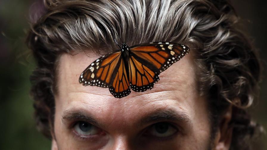 México: Población de la mariposa monarca disminuye 26%