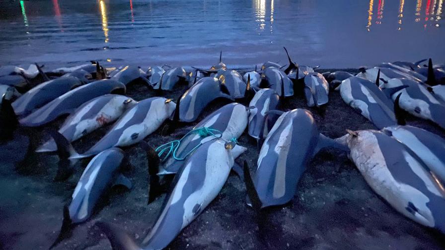 Gobierno de las islas Feroe investiga matanza de delfines