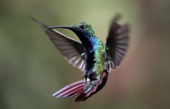 Colombia: cuidadora de colibríes lucha contra la pandemia Colombia: cuidadora de colibríes lucha contra la pandemia