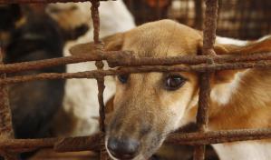 Carnicero abandona negocio de carne de perro en Camboya