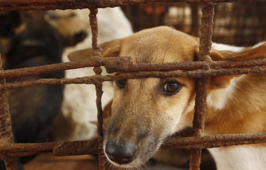 Carnicero abandona negocio de carne de perro en Camboya