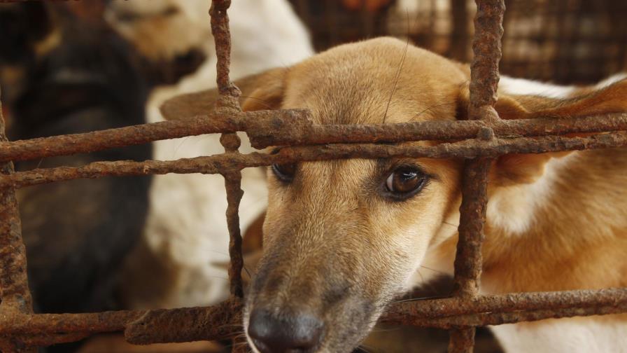 Carnicero abandona negocio de carne de perro en Camboya Carnicero abandona negocio de carne de perro en Camboya